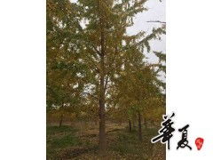 精品銀杏供應 民生園林園藝公司的專業種植與卓越品質