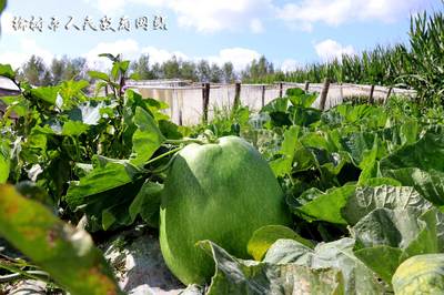 肉葫蘆變成致富“金葫蘆” 榆樹市園藝特產(chǎn)業(yè)推動(dòng)鄉(xiāng)村振興